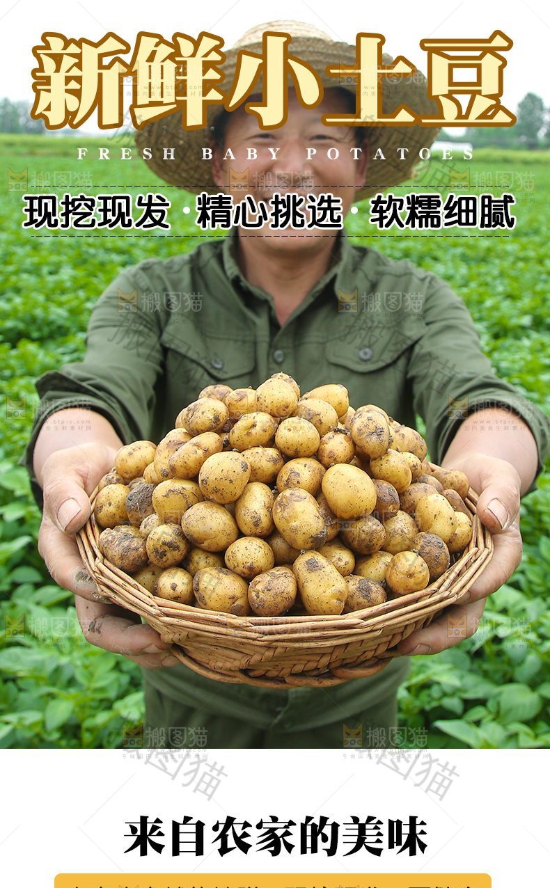 新鲜小土豆详情页设计