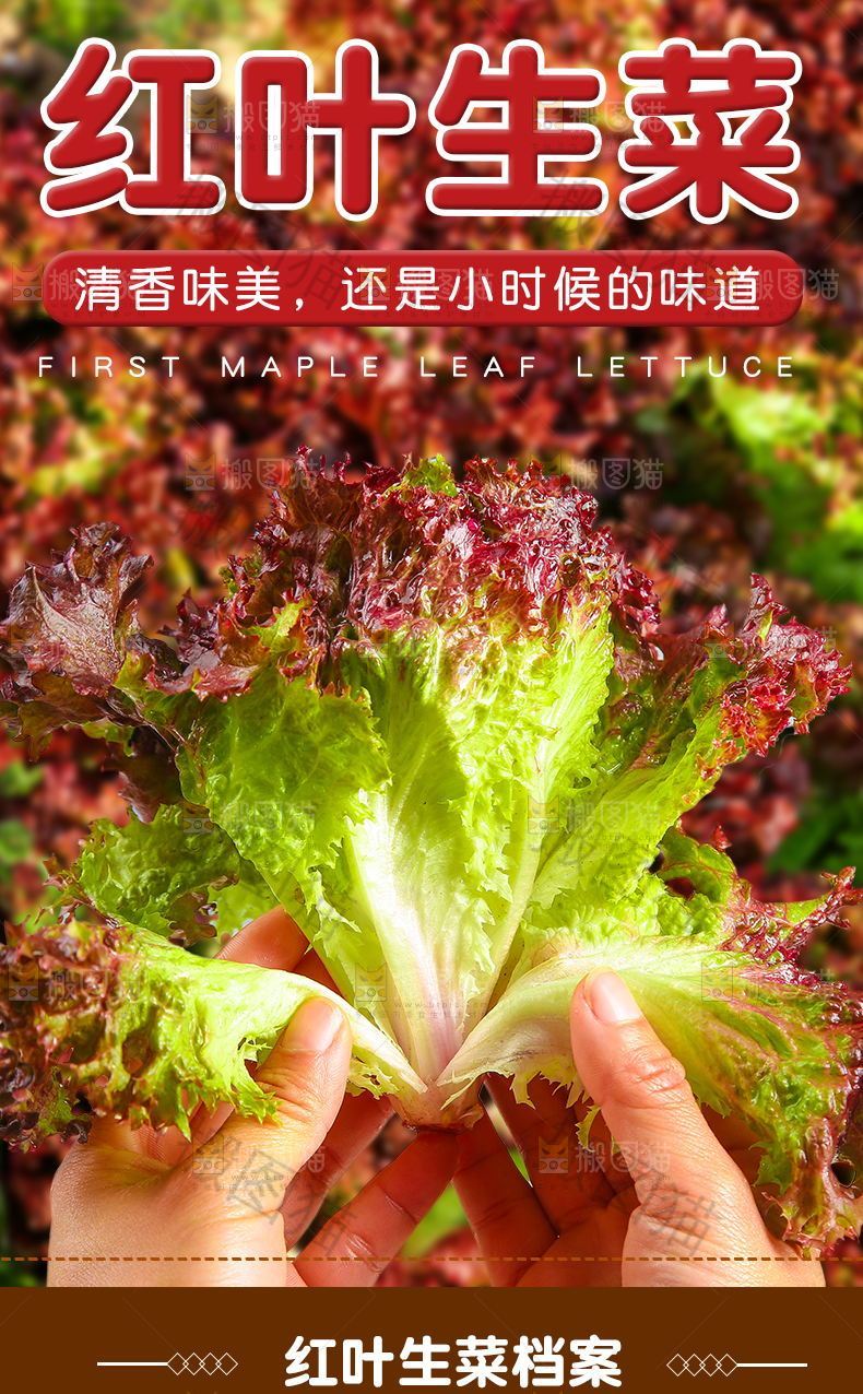 红叶生菜详情页设计