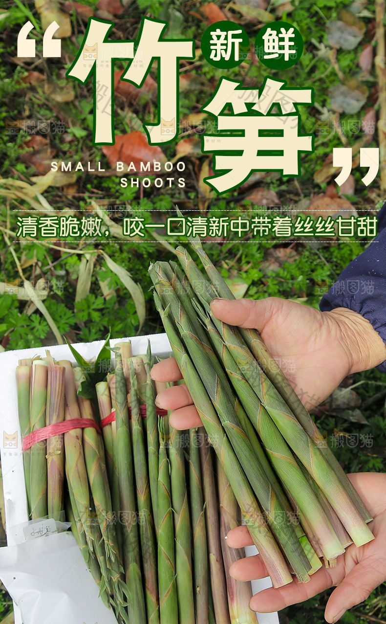 小竹笋详情