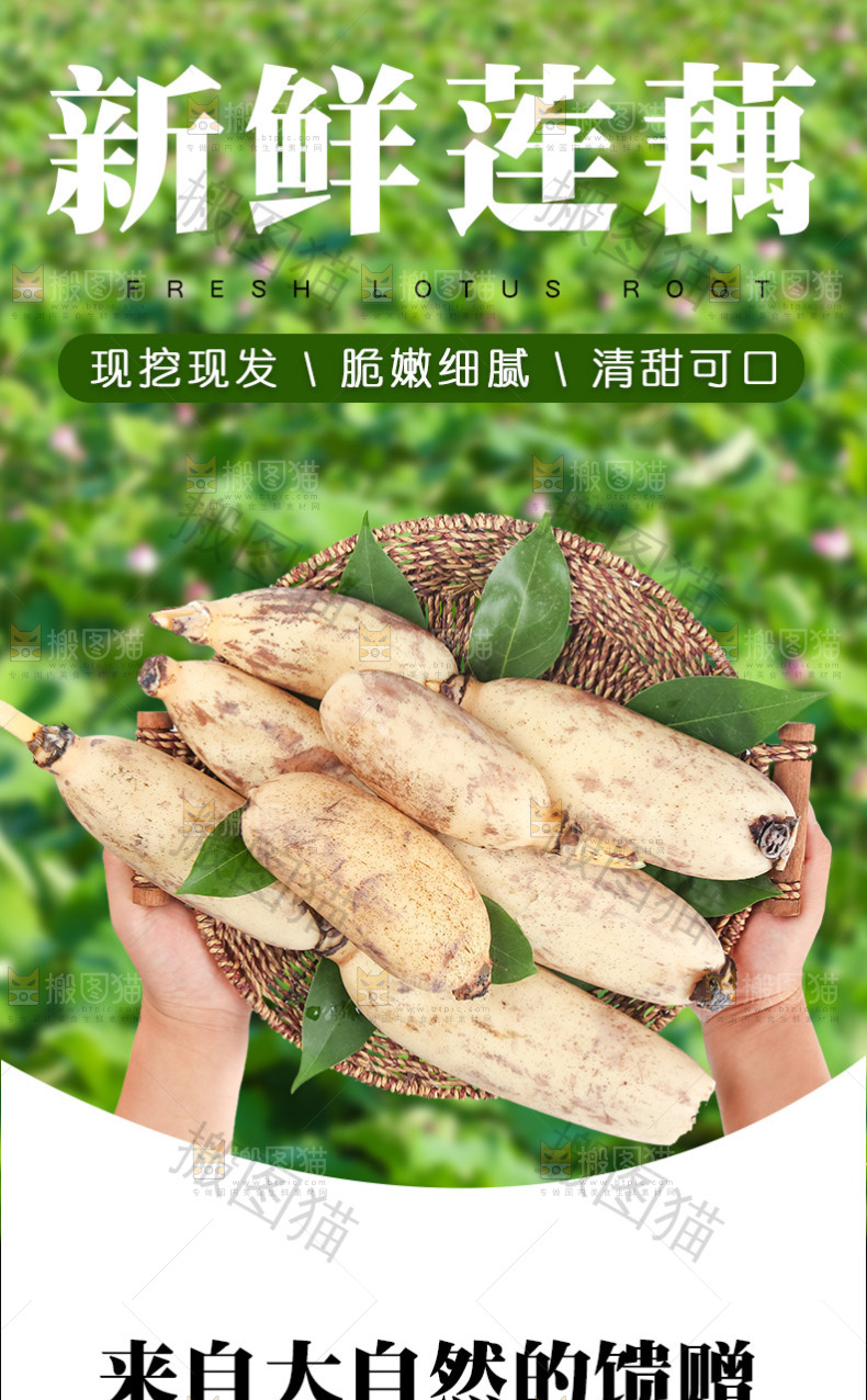 新鲜莲藕