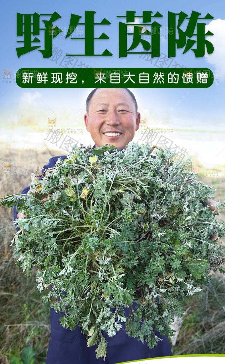 野生茵陈详情页设计