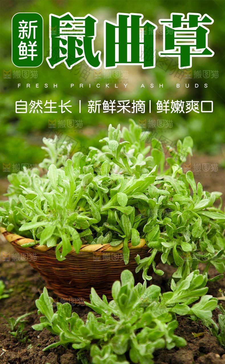 新鲜鼠曲草详情