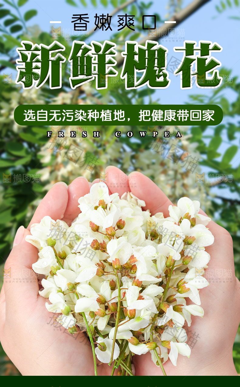 新鲜槐花详情