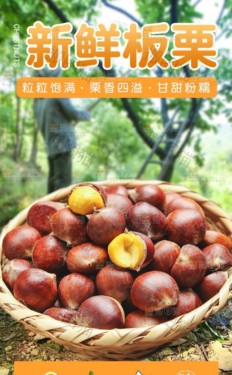 新鲜板栗详情页