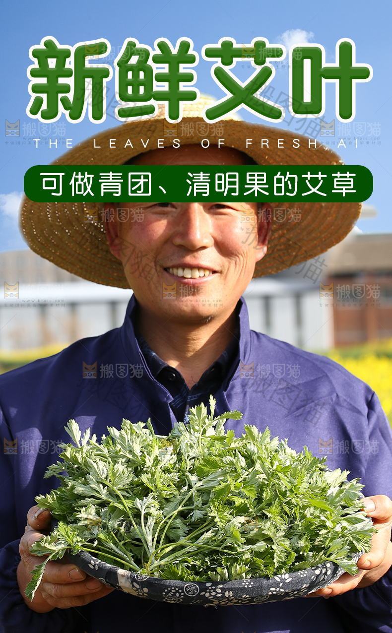 新鲜艾叶详情页