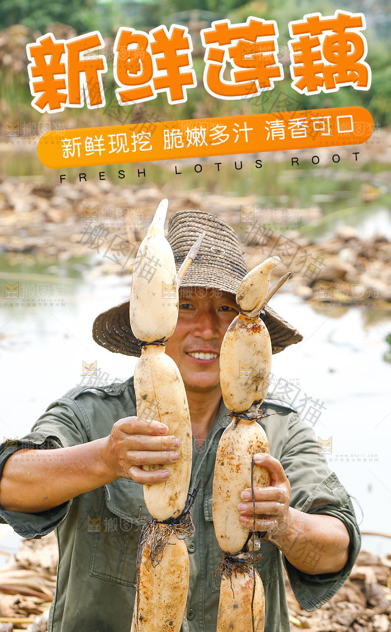新鲜莲藕详情页