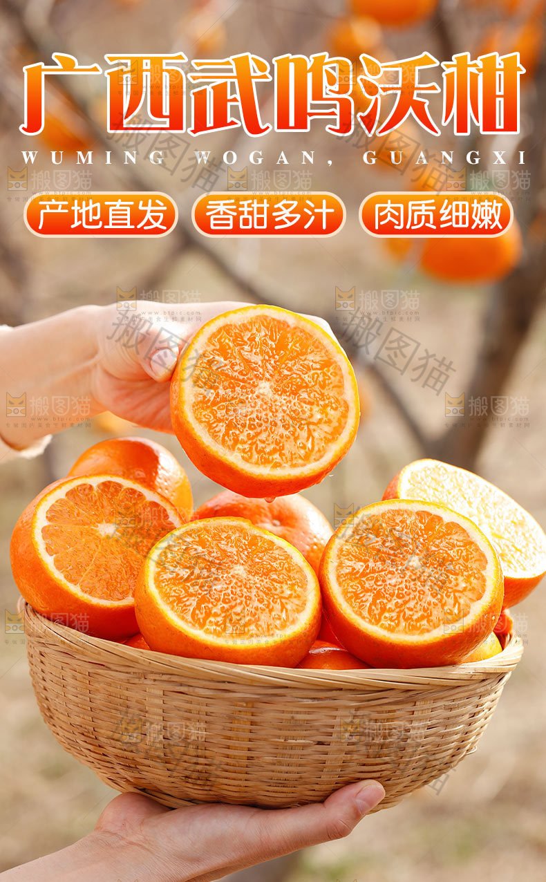 广西武鸣沃柑详情