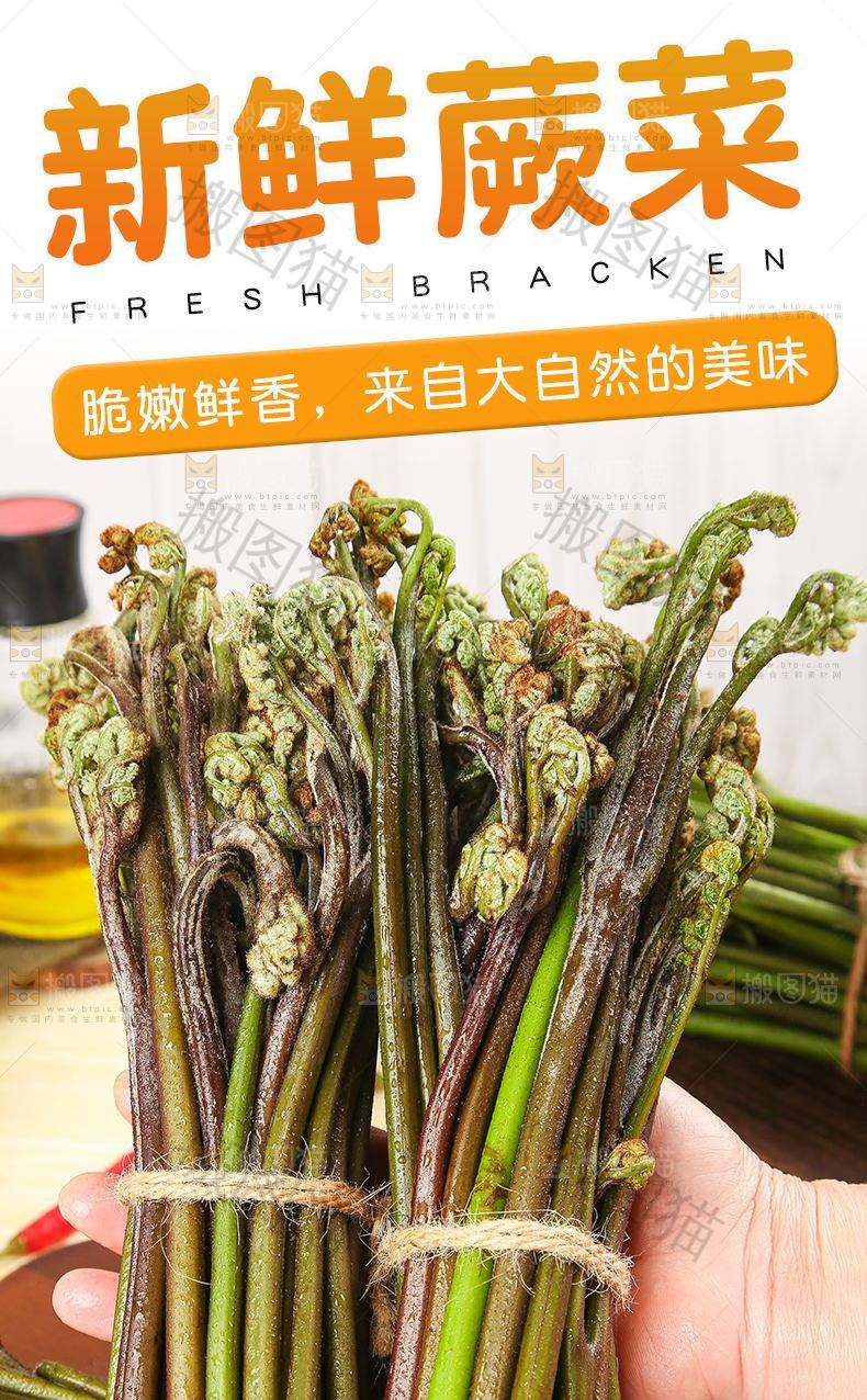新鲜蕨菜详情
