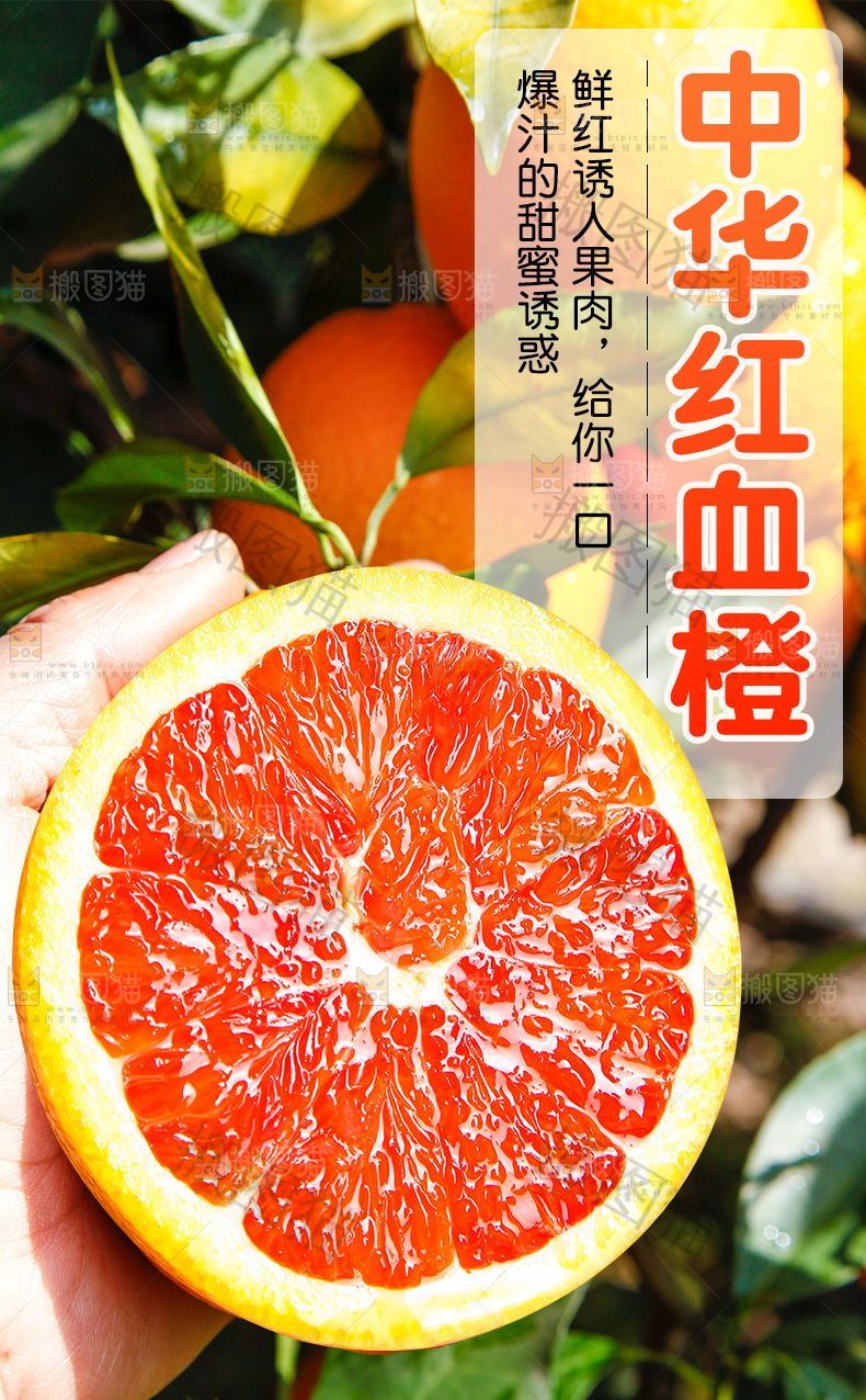 中华红血橙详情