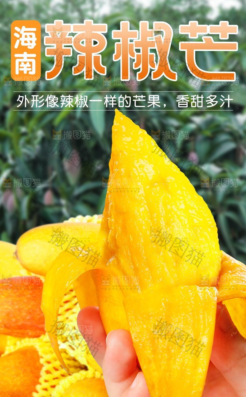 海南辣椒芒详情