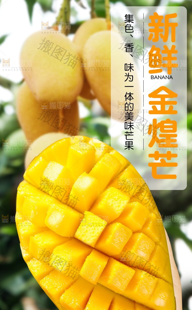 新鲜金煌芒详情