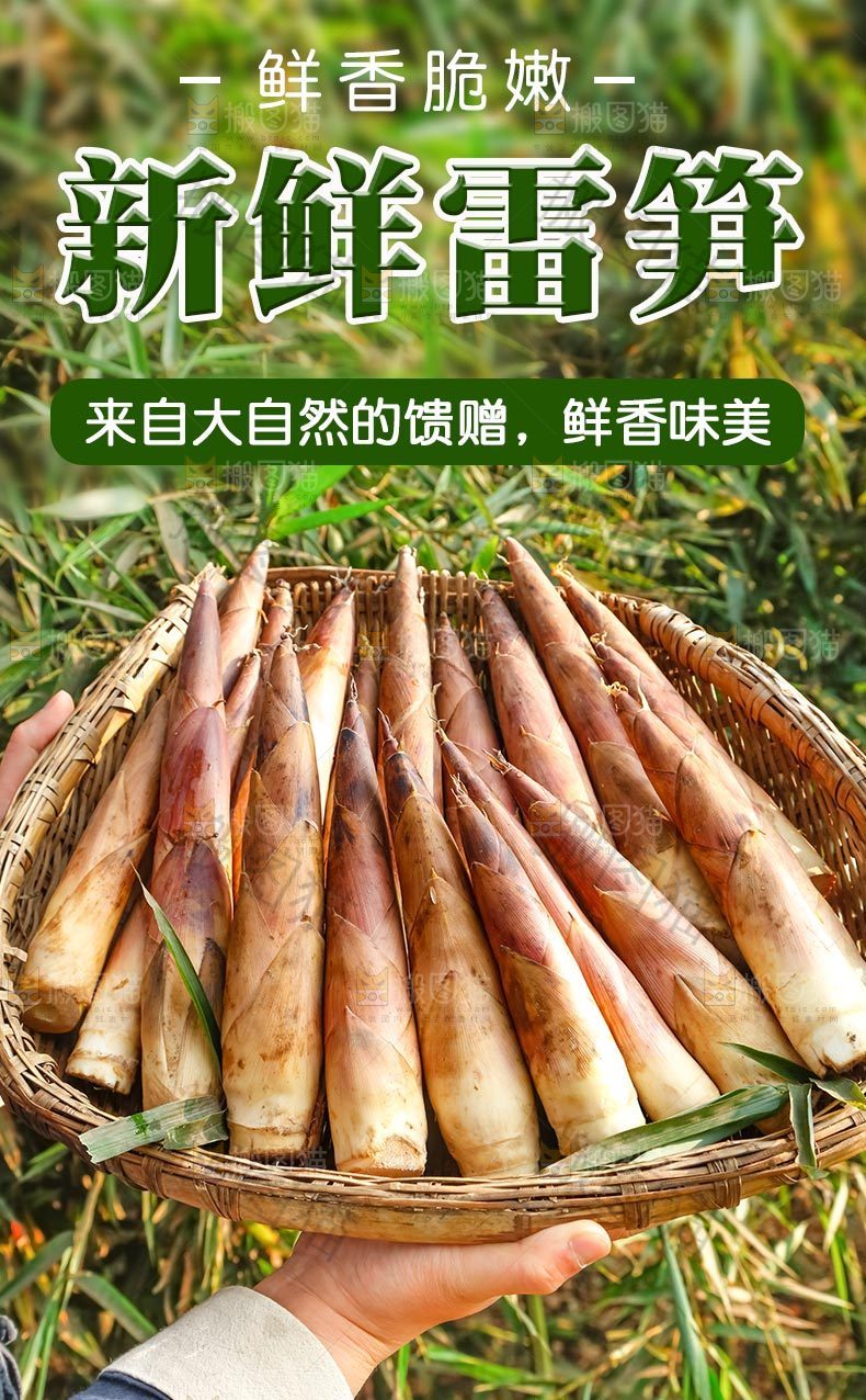 新鲜雷笋详情