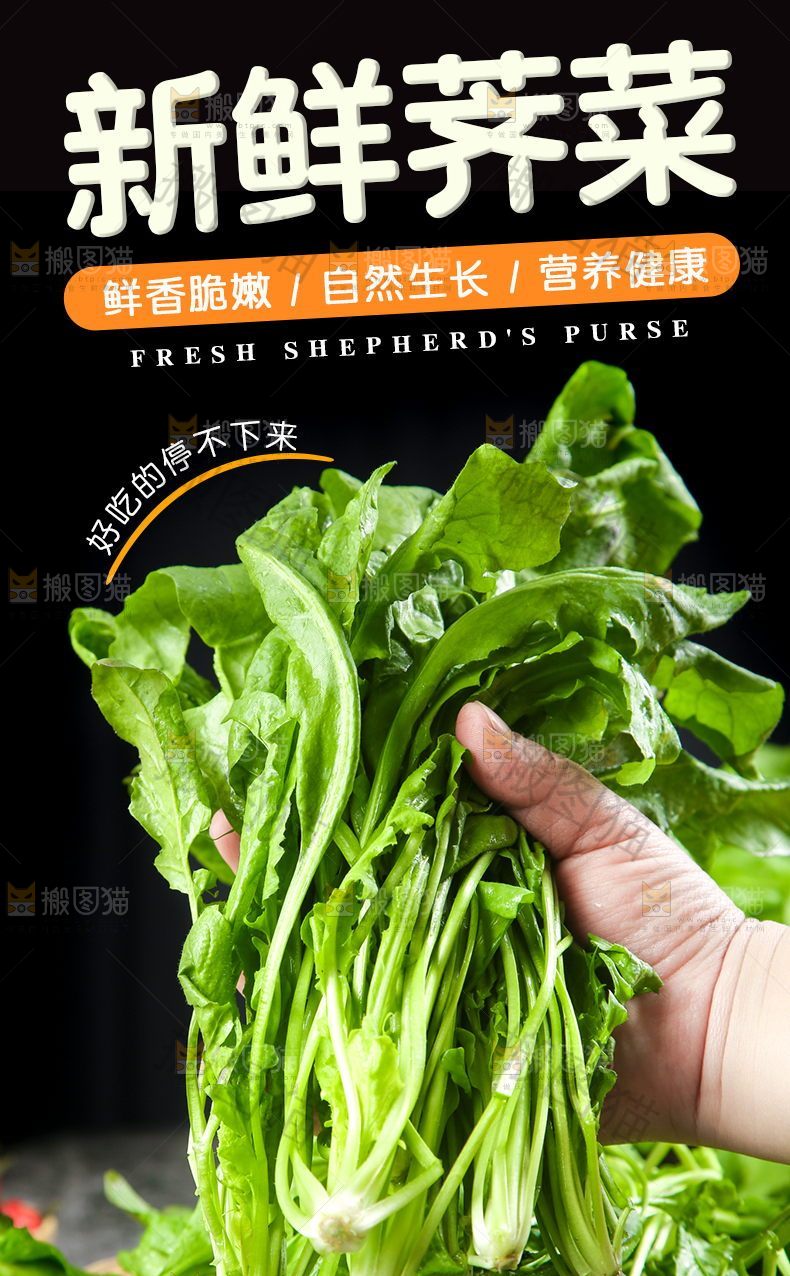新鲜荠菜详情页