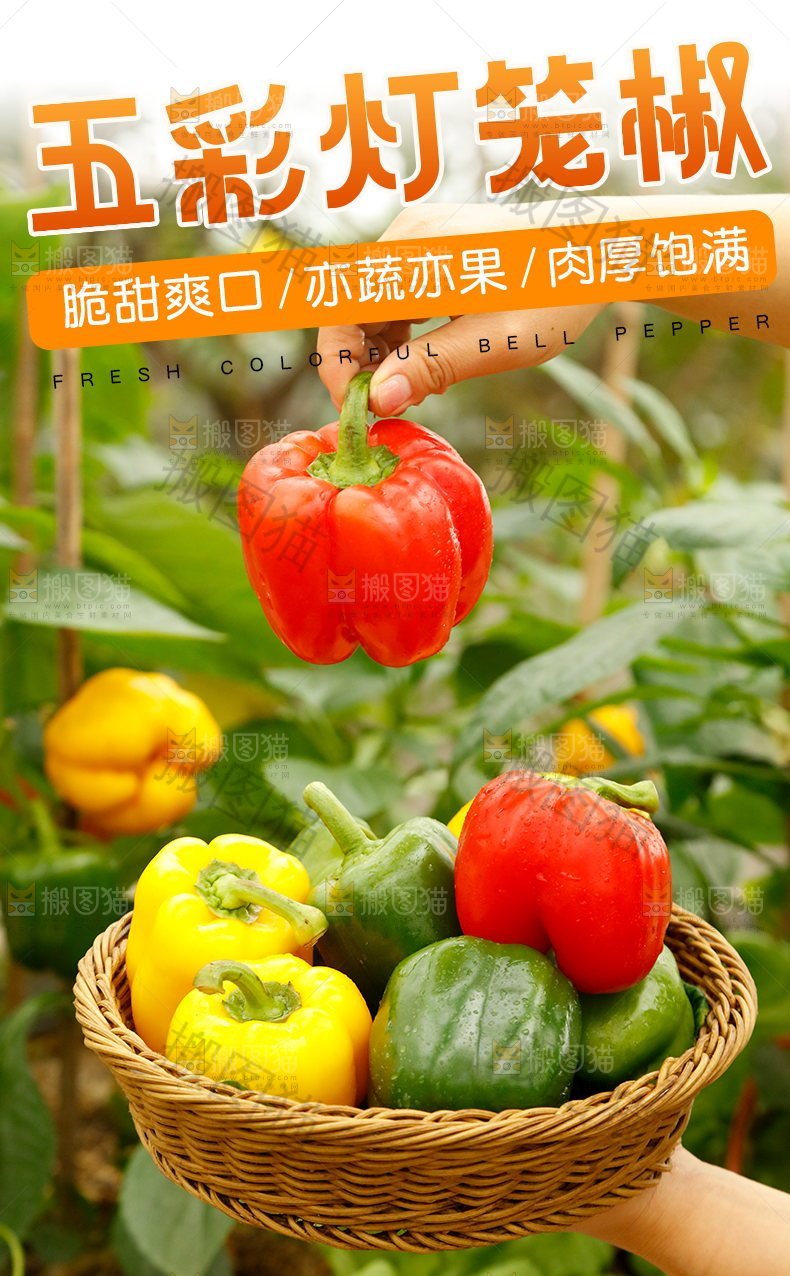 五彩灯笼椒详情页设计