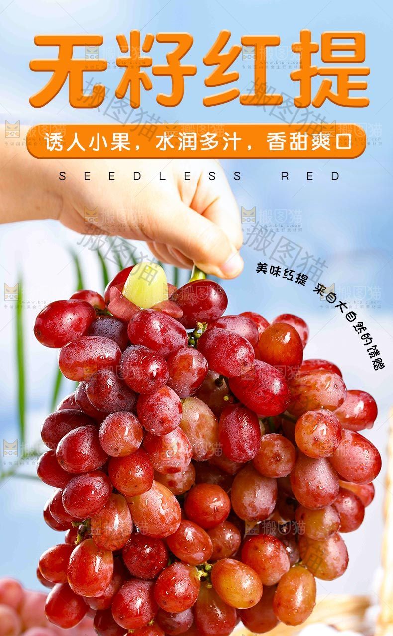 无籽红提详情