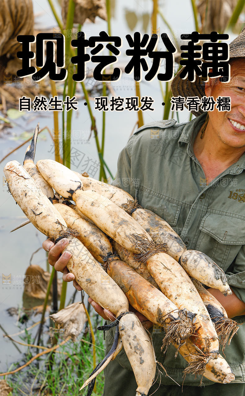 现挖粉藕详情页