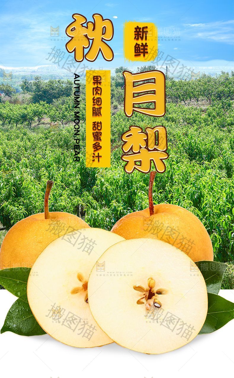 秋月梨详情