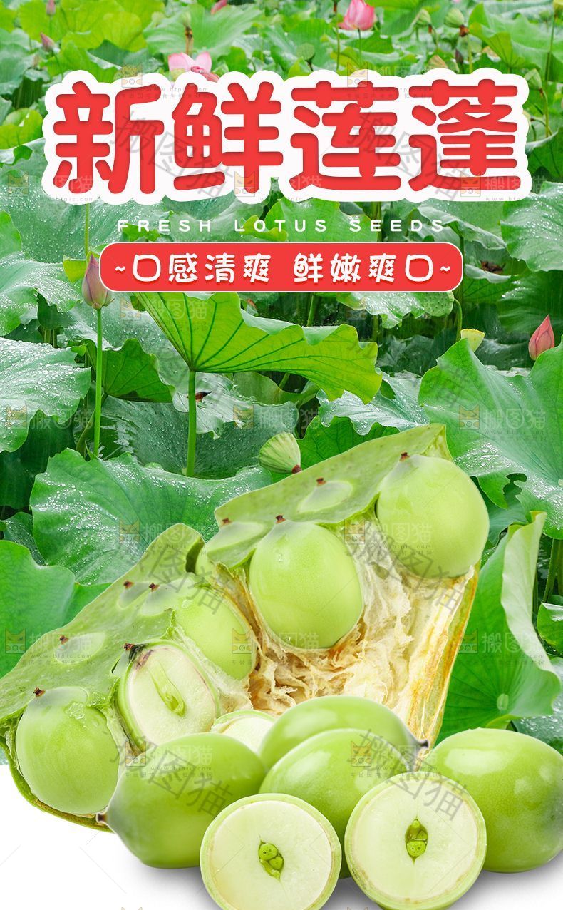 新鲜莲蓬