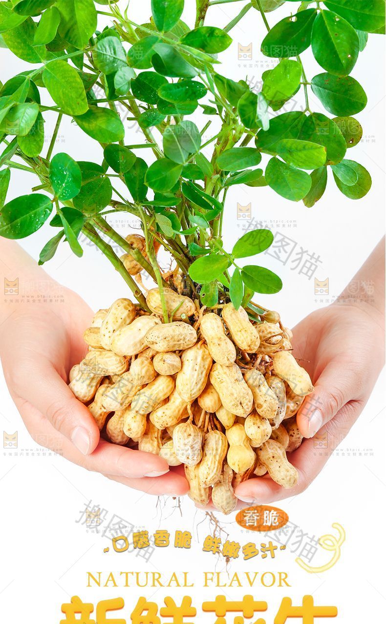 花生详情页设计