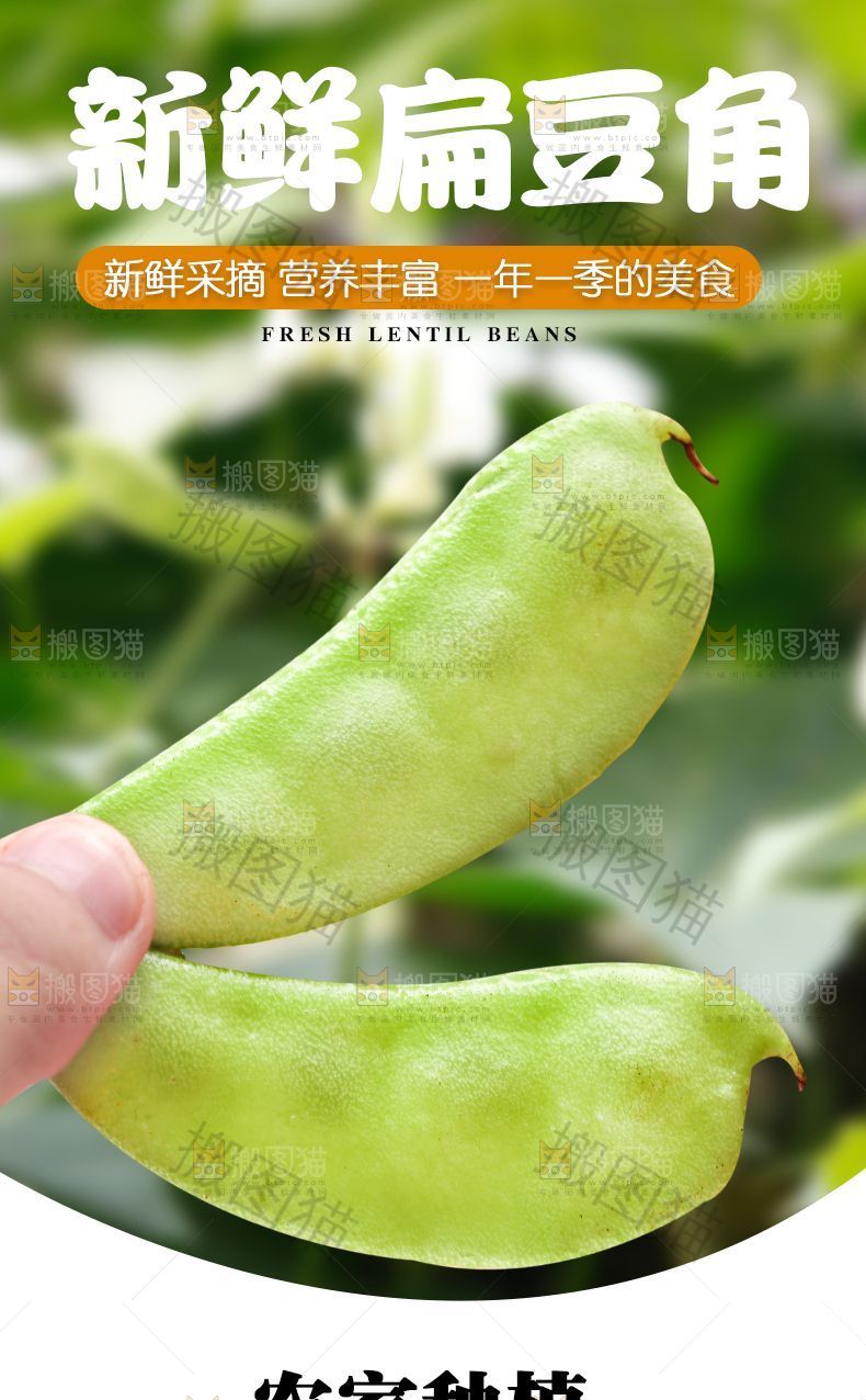 新鲜扁豆角
