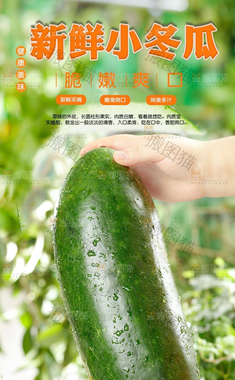 新鲜小冬瓜