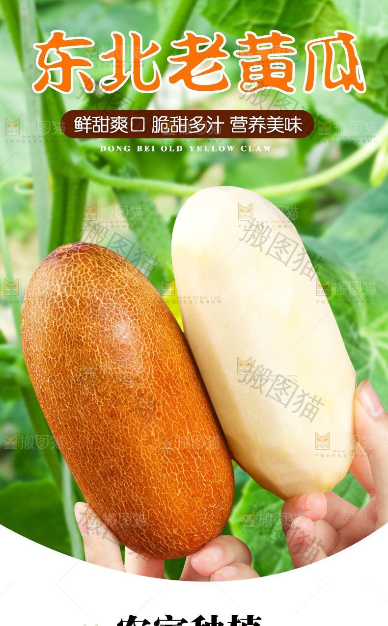 东北老黄瓜详情