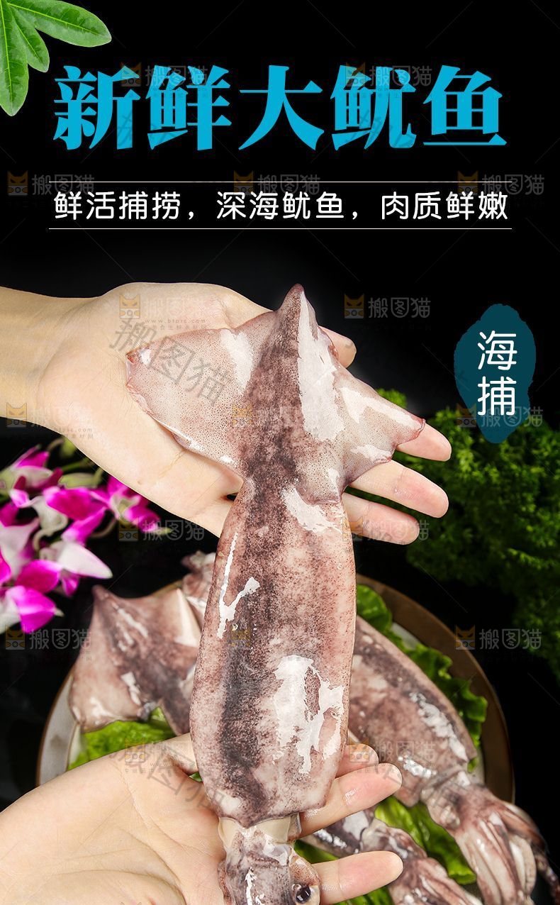 新鲜大鱿鱼