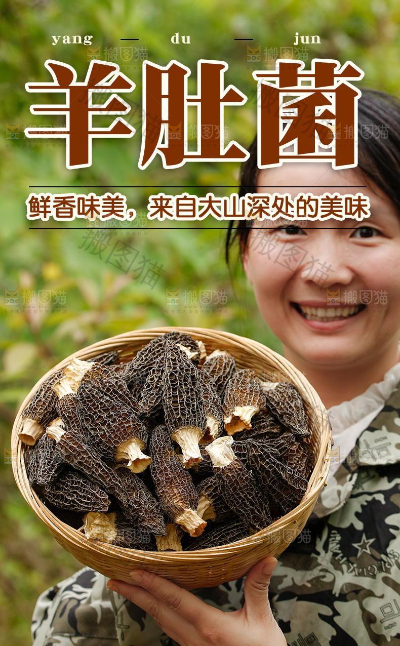 羊肚菌详情