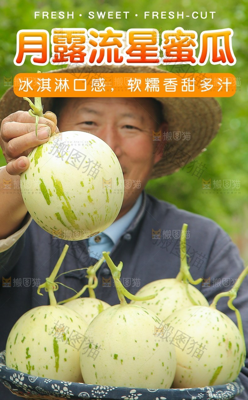 月露流星蜜瓜详情