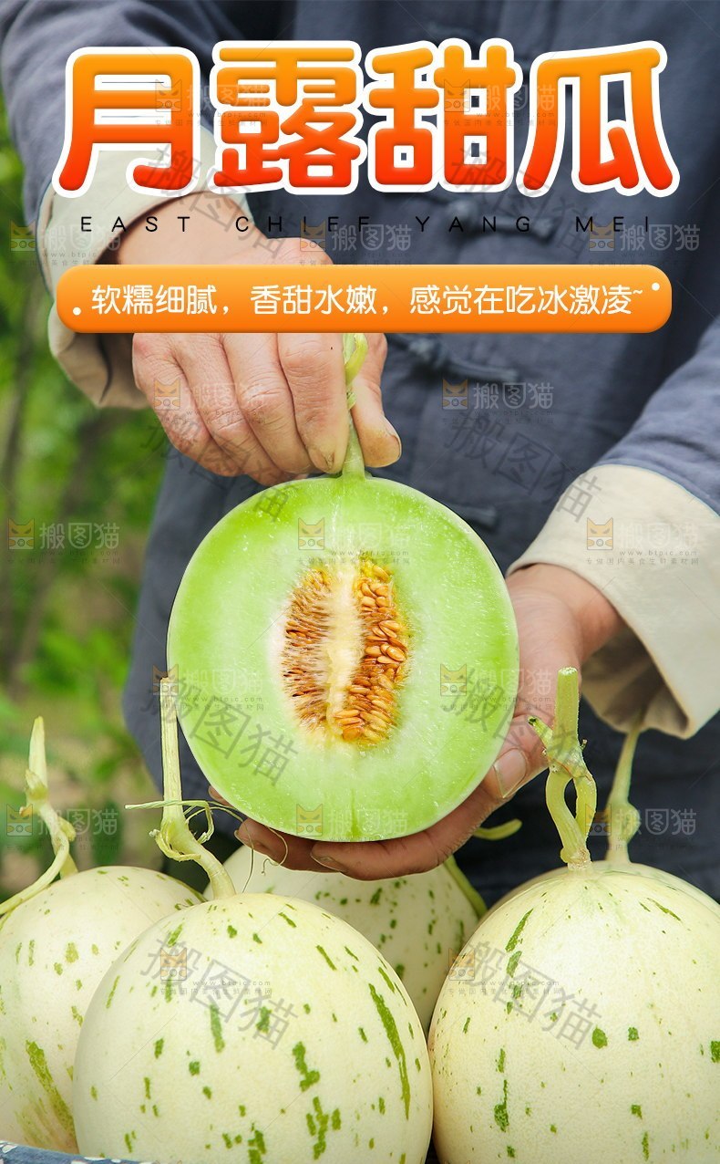 月露甜瓜详情