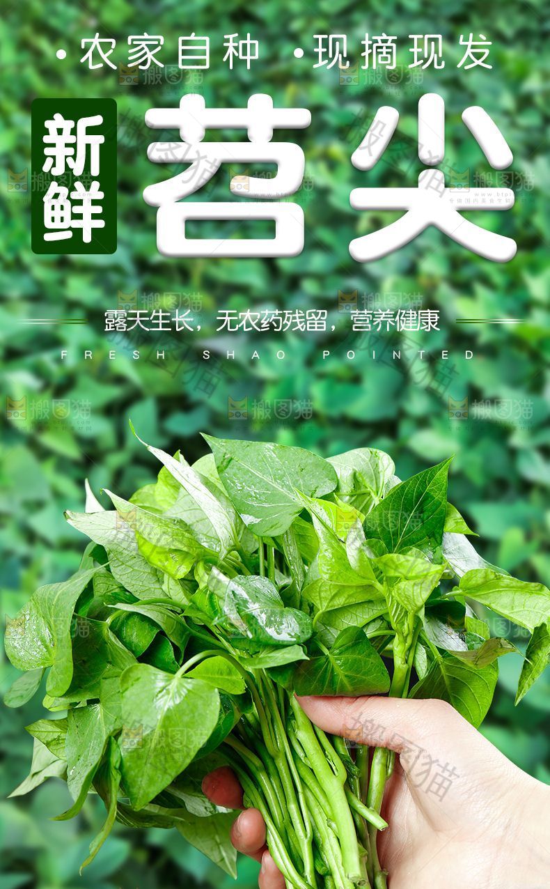 新鲜苕尖