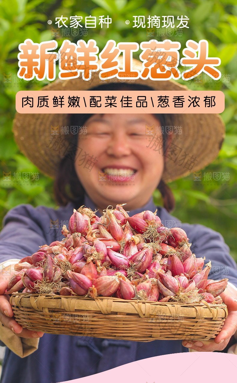 新鲜红葱头详情