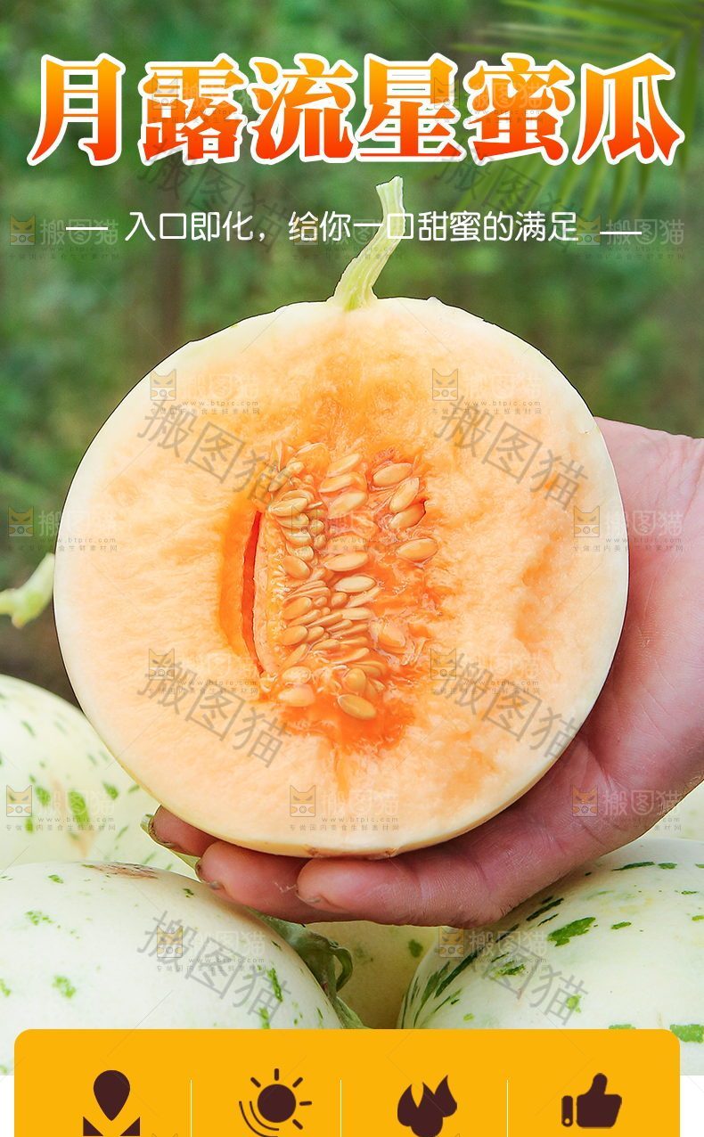 月露流星蜜瓜详情