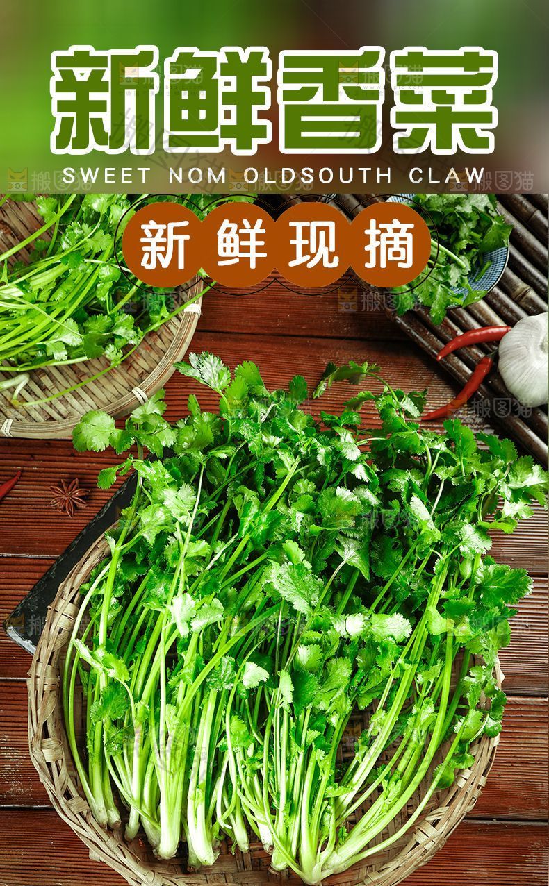 新鲜香菜详情