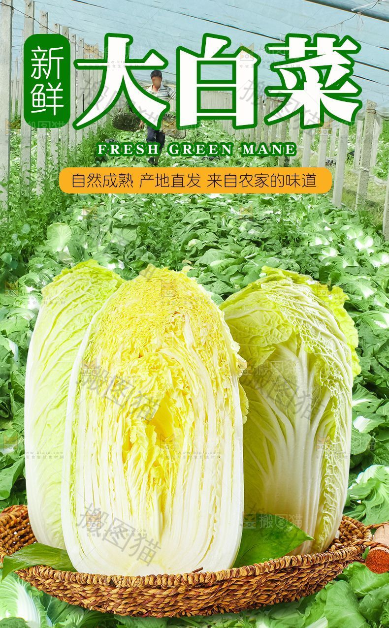 新鲜大白菜