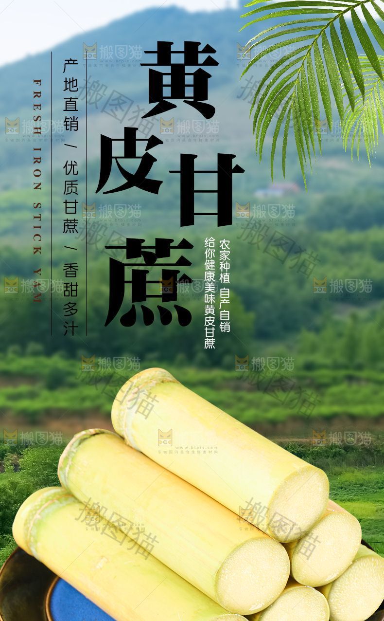 黄皮甘蔗详情