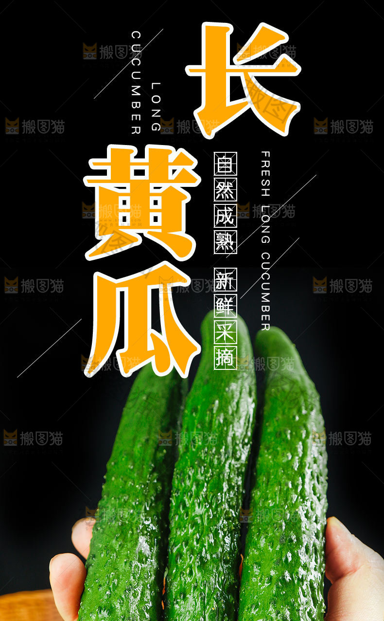 长黄瓜详情