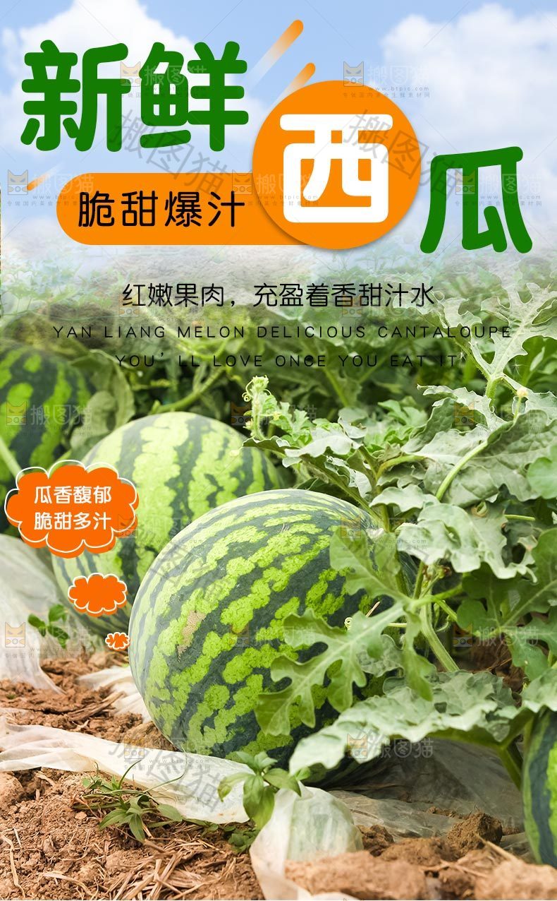 新鲜西瓜详情