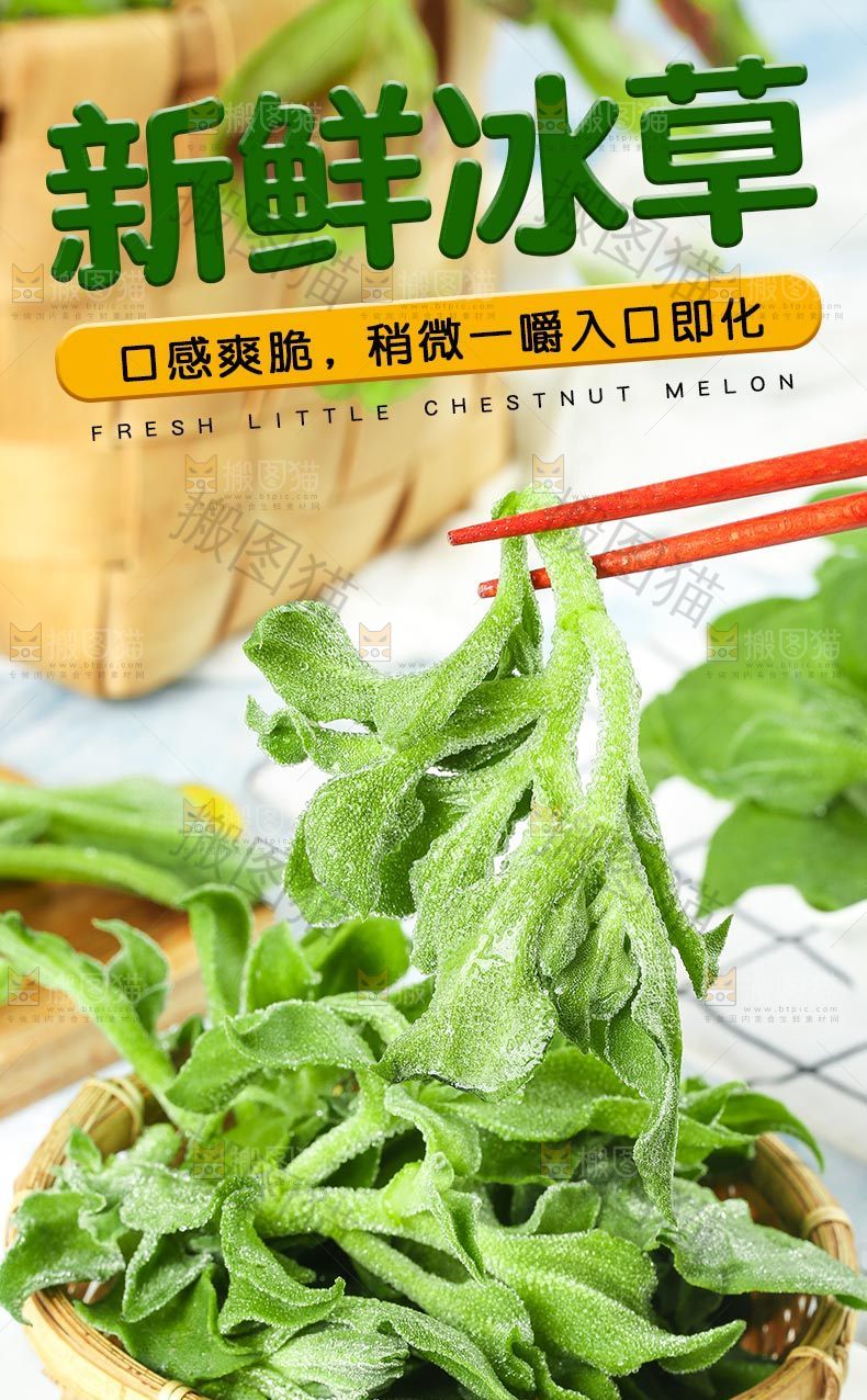 新鲜冰草详情