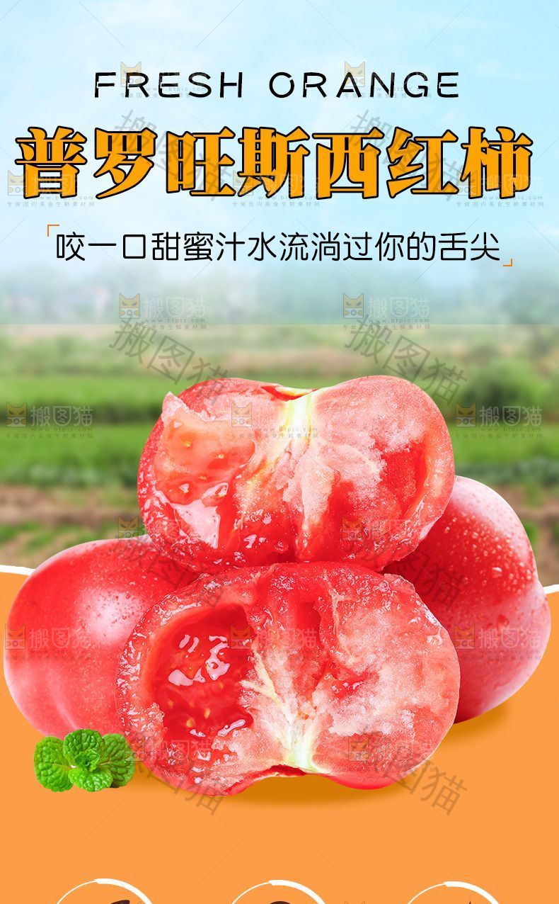 普罗旺斯西红柿详情