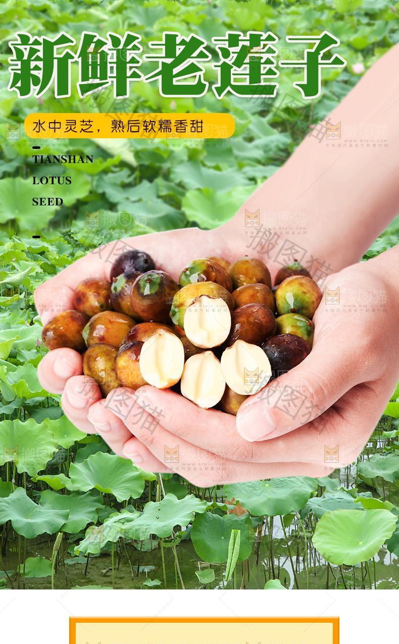新鲜老莲子