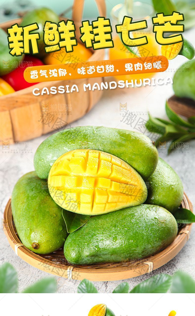 新鲜桂七芒