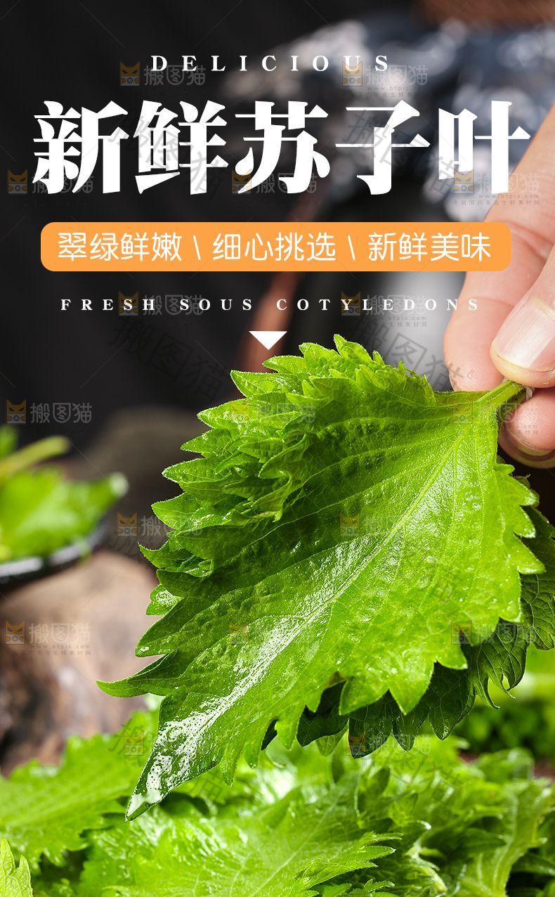 苏子叶详情页设计