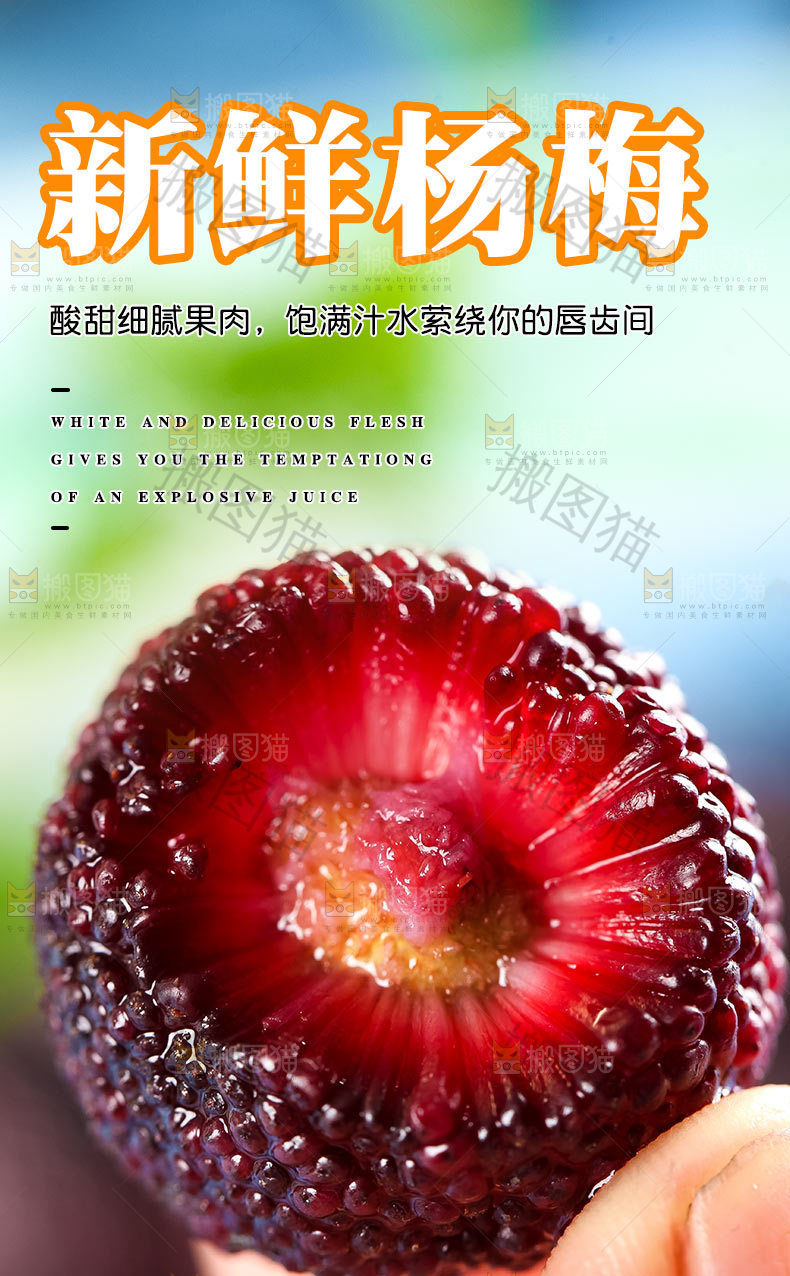 新鲜杨梅详情