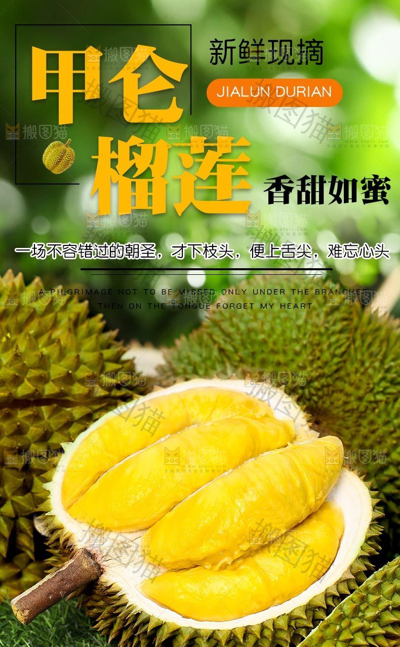 甲仑榴莲详情
