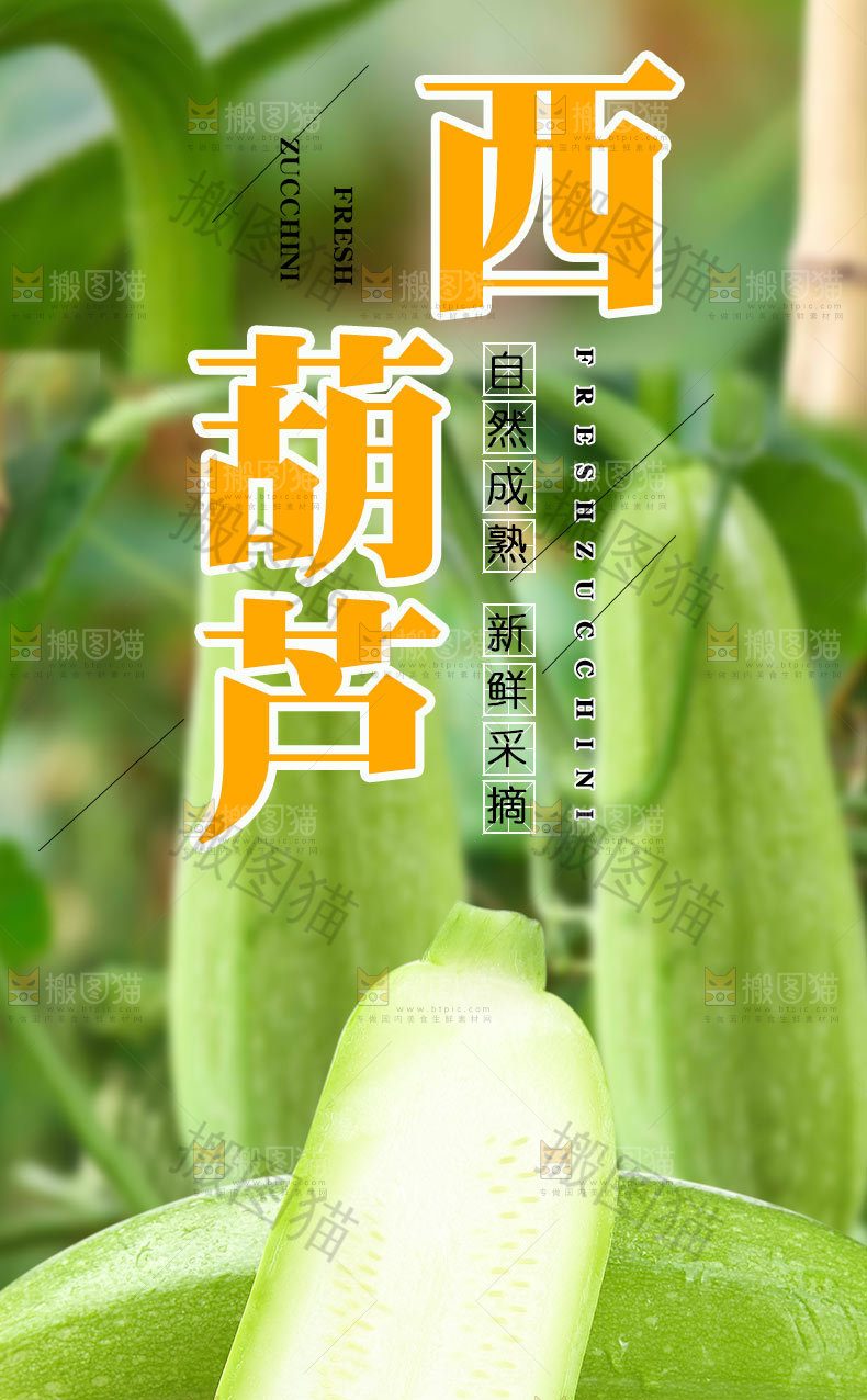 西葫芦详情