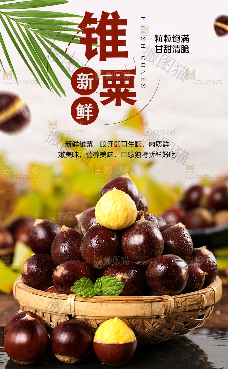 新鲜锥栗详情页