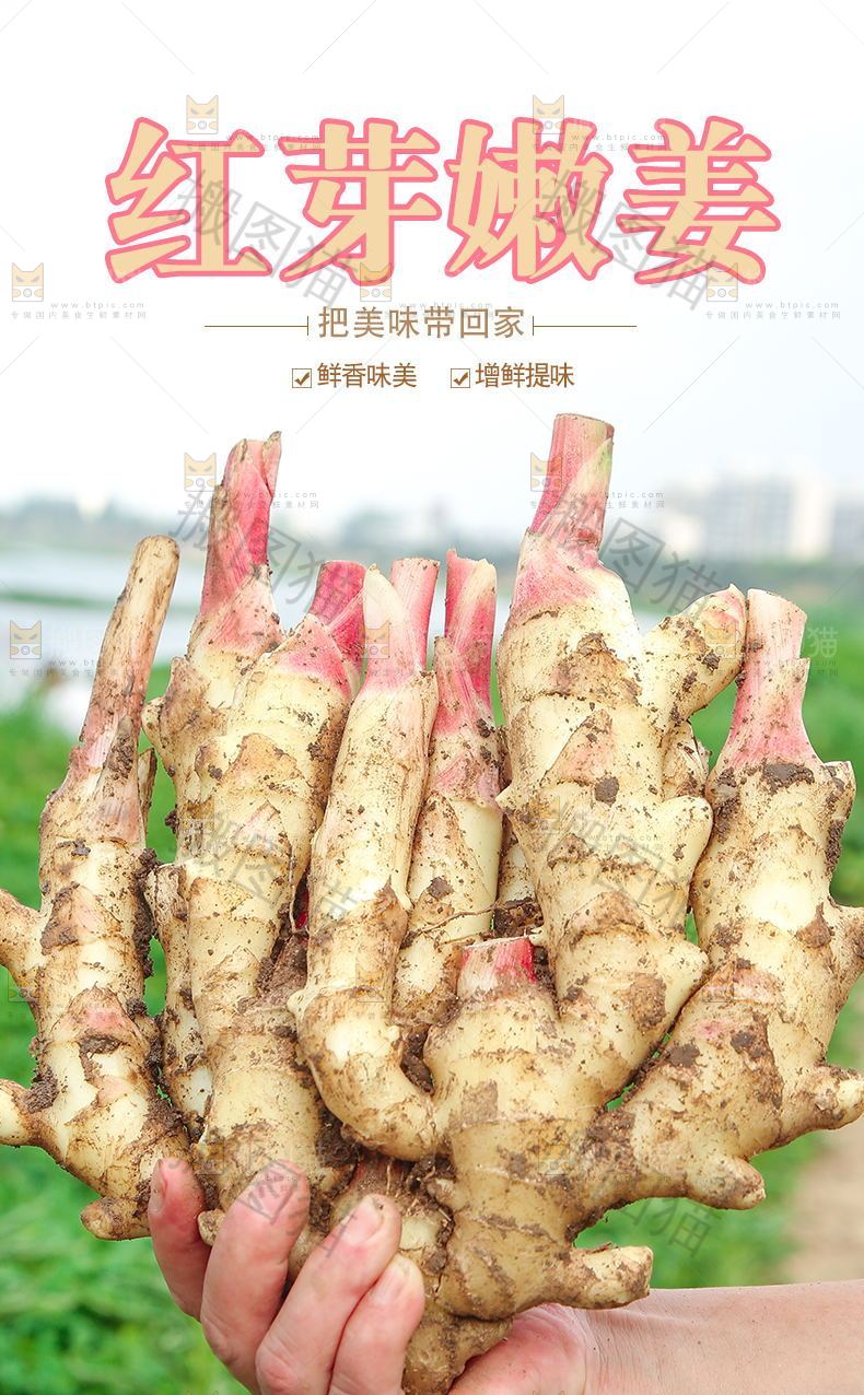 红芽嫩姜详情页设计