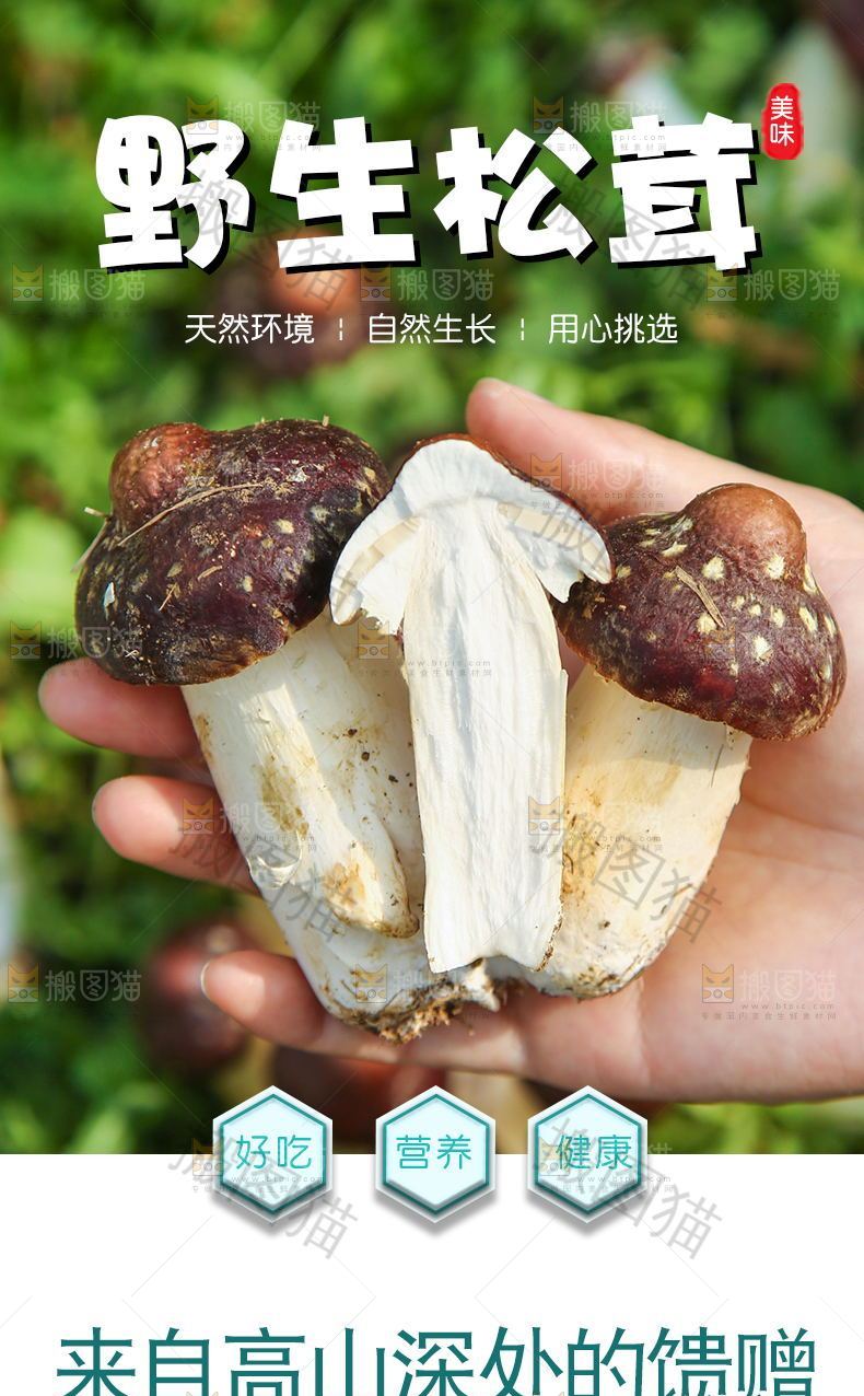 野生松茸菇详情页设计