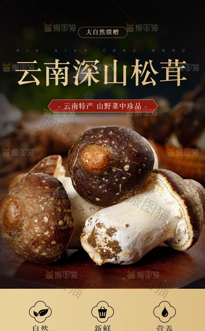 云南深山松茸菇详情页设计